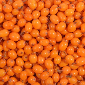 Bulk IQF sea buckthorn berries