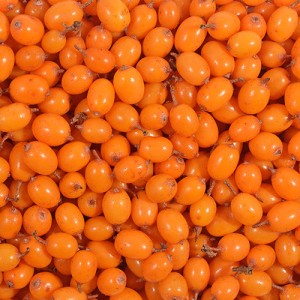 Bulk IQF sea buckthorn berries