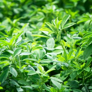 Organic Lucerne (forage)